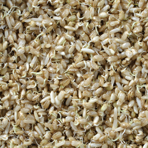 CHIẾT XUẤT MẦM GẠO LÊN MEN